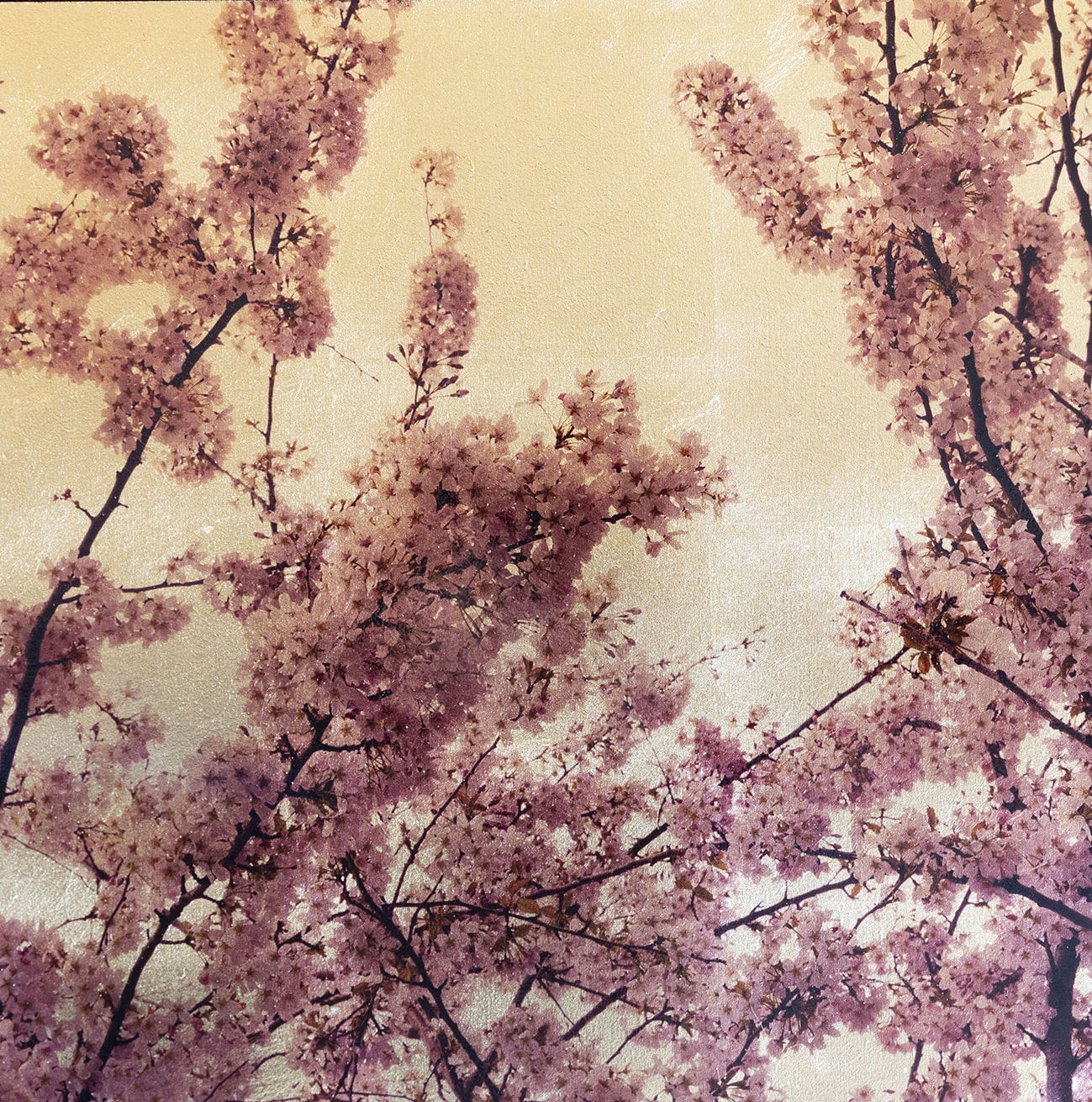 Prunus Sakura I 40x40cm £280-min