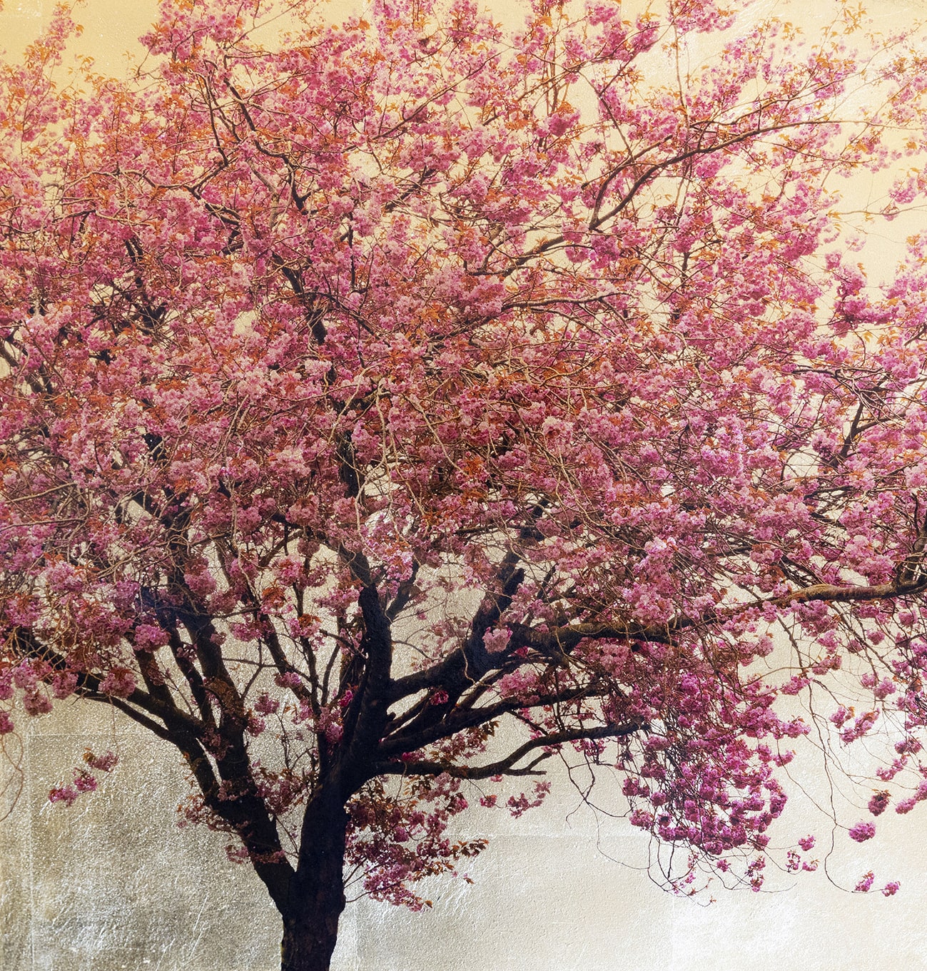 Prunus Serrulata VIII 40x42cm £380-min