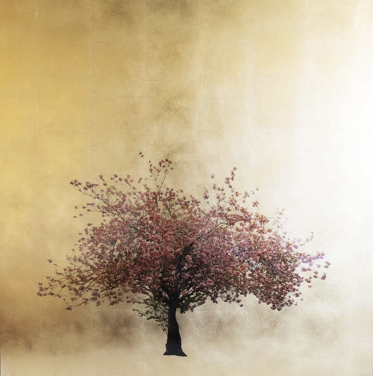 Prunus Serrulata XVX 100x100cm £1720-min